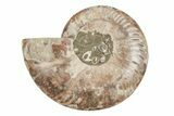 Agatized, Cut & Polished Ammonite Fossil - Madagasar #191585-2